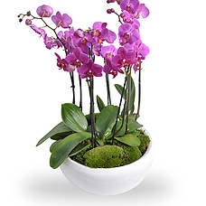 Orchidee schaal roze