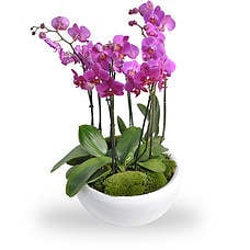 Orchidee schaal roze