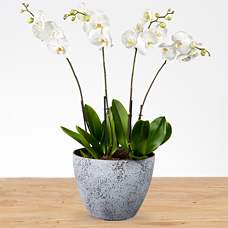 Phalaenopsis with ornamental pot XXL