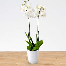 Phalaenopsis with ornamental pot