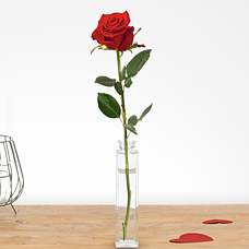 Single long stem red rose