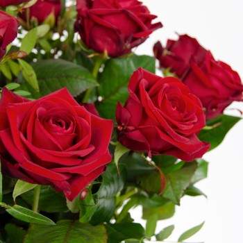 Red roses bouquet