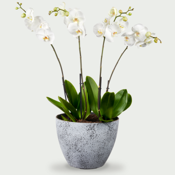 Phalaenopsis with ornamental pot XXL
