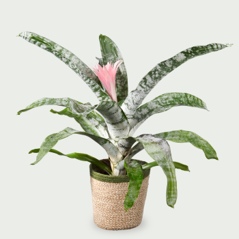 Aechmea fasciata primera