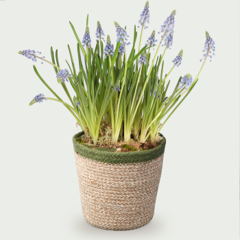 Grape hyacinths in basket